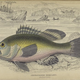Illustration for article titled Natural History of Fishes of the Perch Family